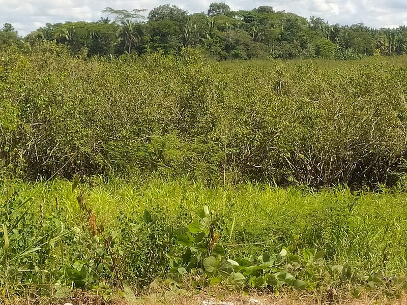 Camu Camu (Myrciaria dubia) — planta medicinal