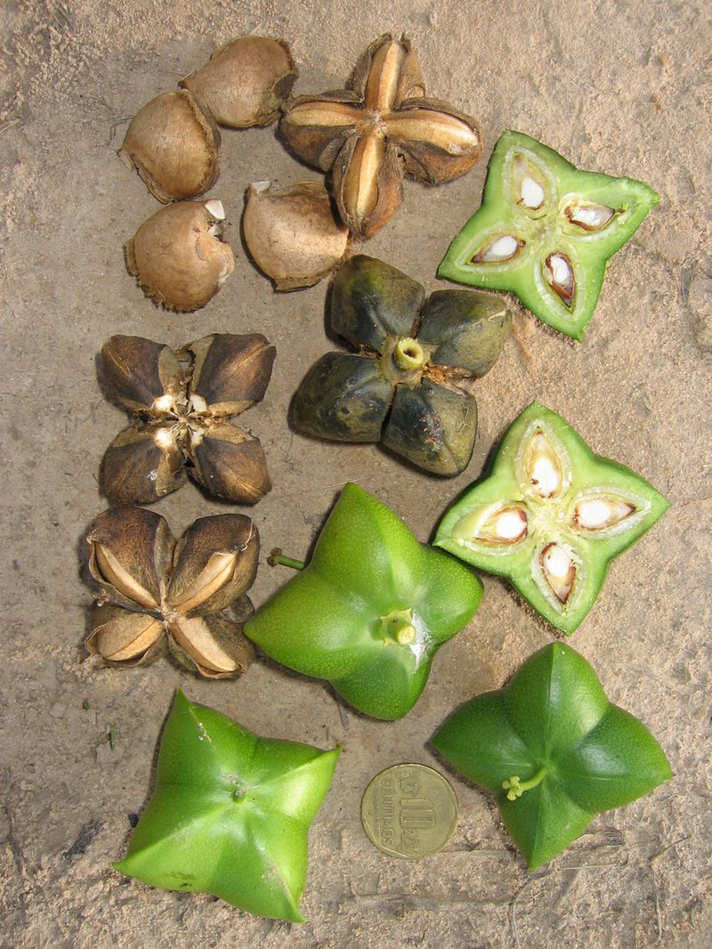 Sacha Inchi — imagen 2